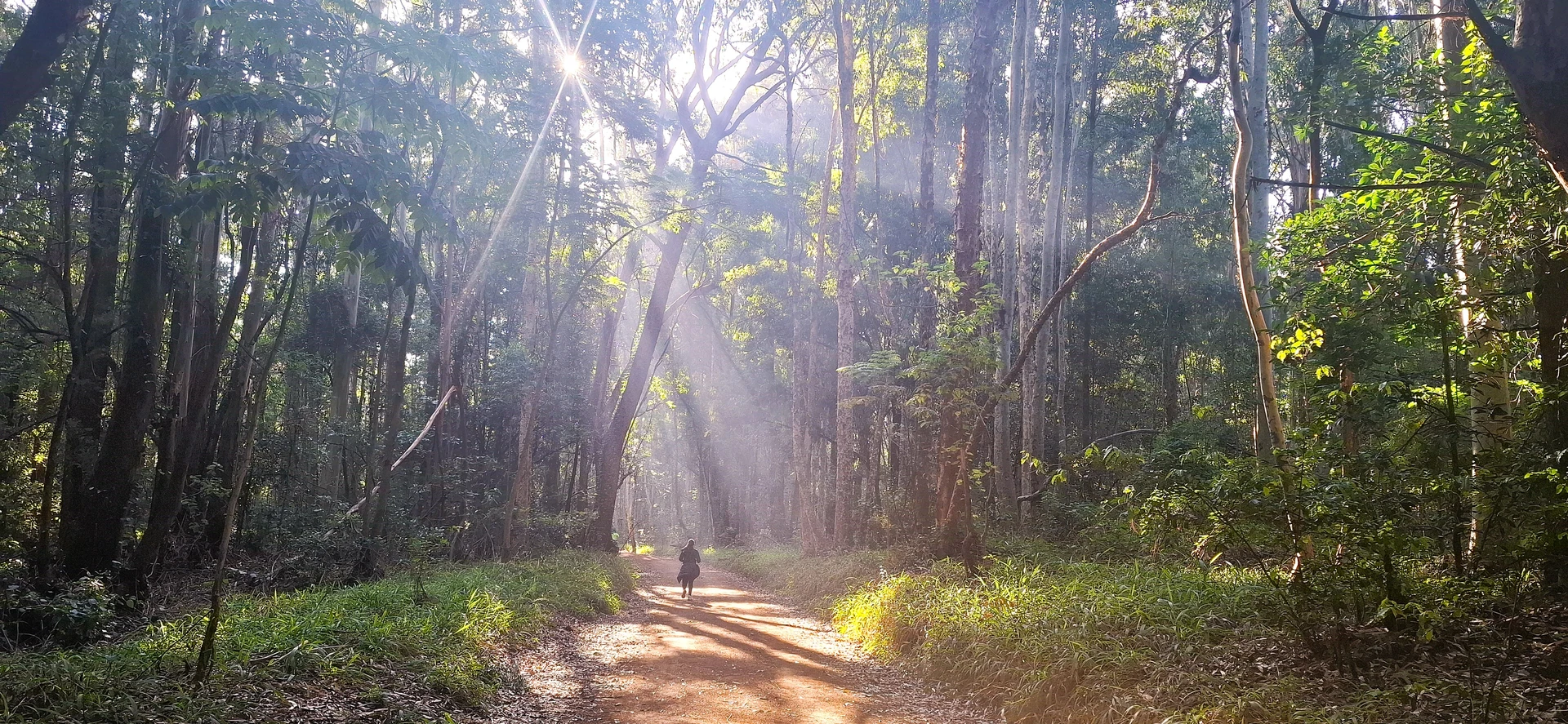 A runner on a sunlit forest path in Nairobi
